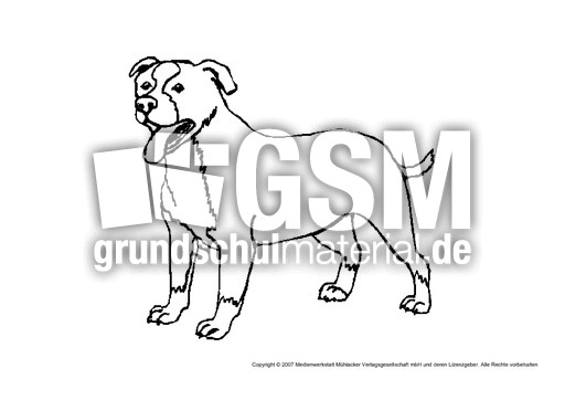 Labrador.pdf